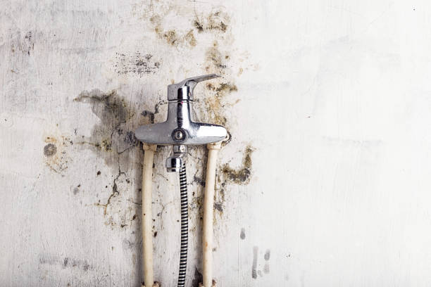 Best Professional Mold Removal  in Greenlawn, NY