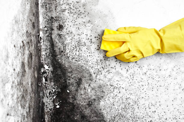 Best Commercial Mold Removal  in Greenlawn, NY