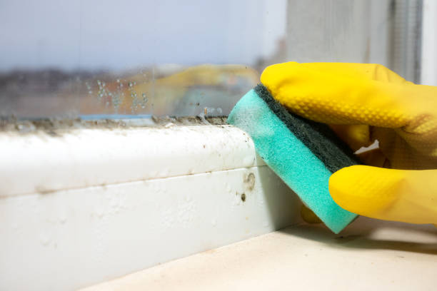 Best Office Mold Removal Services  in Greenlawn, NY