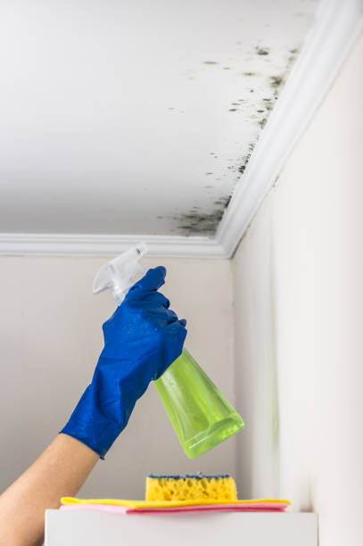 Best Local Mold Removal Service  in Greenlawn, NY